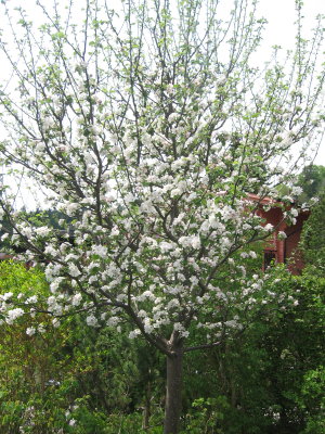 Apfelbaum Spartan