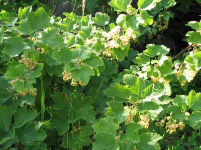 weisser Johannisbeerstrauch