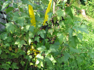schwarzer Johannisbeerstrauch