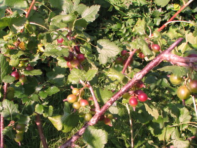 Jostabeerenstrauch