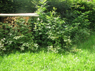 wilde Himbeere