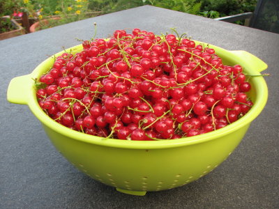 rote Johannisbeeren