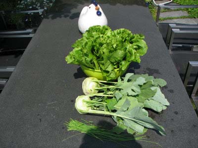 Endiviensalat und Kohlrabi