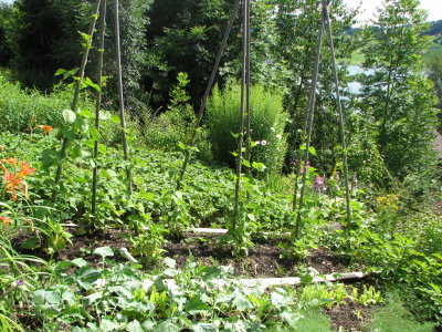 Stangenbohnen