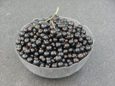 schwarze Johannisbeeren