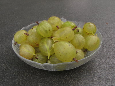Stachelbeeren