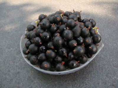 Jostabeeren