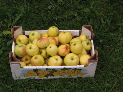 Apfel