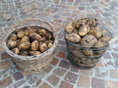 Kartoffeln
