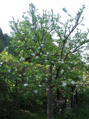 Apfelbaum