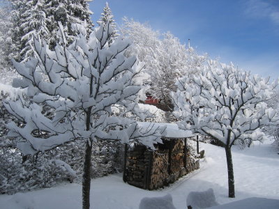 Apfelbaum