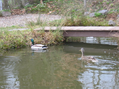 Enten im Teich