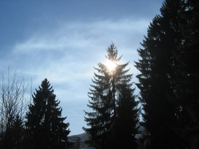 Sonne hinter Tanne