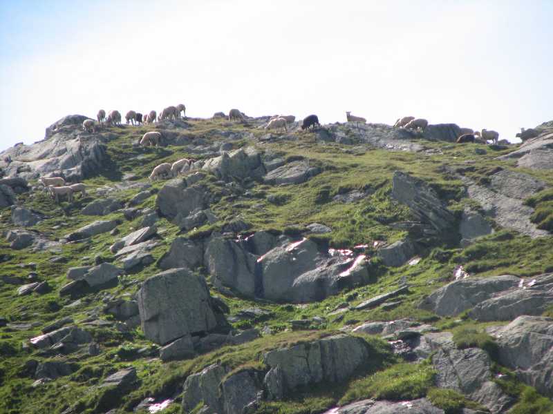 43 mit Schafen (Zoom)