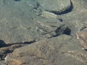 23 Fische