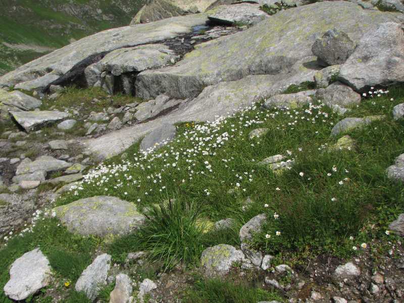 13 berall Blumen