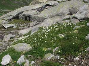 13 berall Blumen