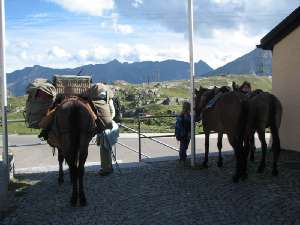 50 und Lasttier unterwegs